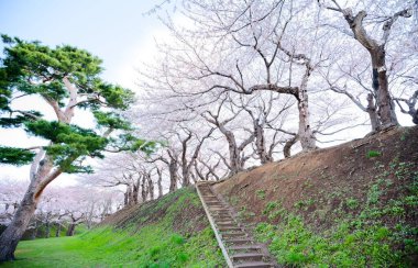 Japonya 'da kiraz çiçekleri var.
