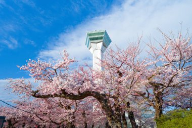 Japonya 'da kiraz çiçekleri var.