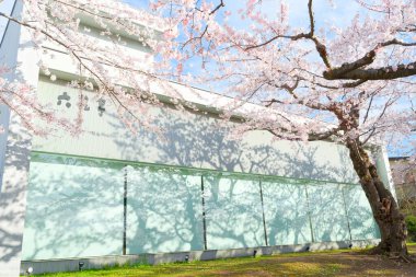 Japonya 'da kiraz çiçekleri var.