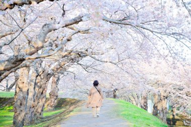 Hakodate Park 'ında kiraz çiçekleri