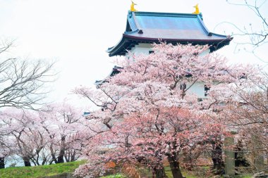 matsumae kalesi ve kiraz çiçekleri