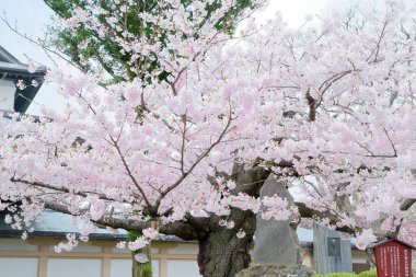 matsumae kalesi ve kiraz çiçekleri