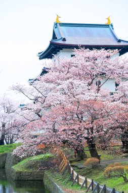 matsumae kalesi ve kiraz çiçekleri