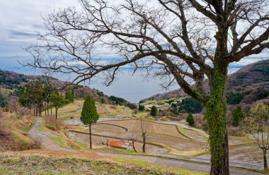 Sado Adası 'ndaki pirinç terasları.