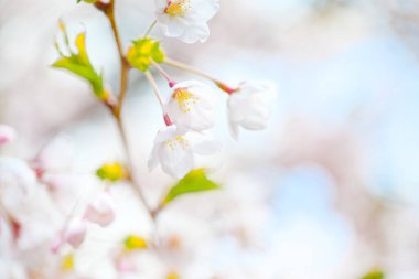 Kiraz çiçeği yapraklarını kapat.