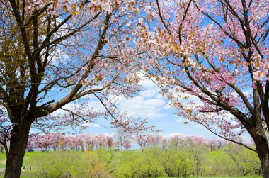Kiraz Çiçekleri Caddesi, Obihiro.