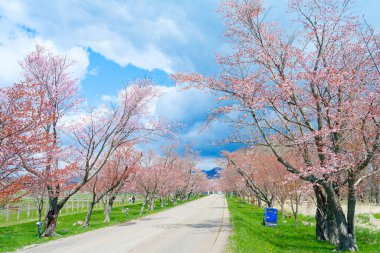 Uranawa Hokkaido 'da kiraz çiçekleri sokağı.