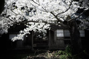 Sado adasında kiraz çiçekleri
