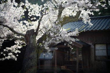 Sado adasında kiraz çiçekleri