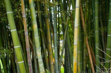 Yazın Japonya 'da bambu ormanı