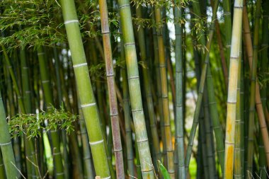 Yazın Japonya 'da bambu ormanı