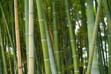 Yazın Japonya 'da bambu ormanı