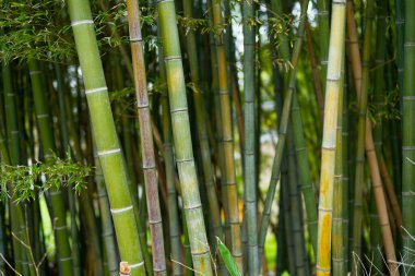 Yazın Japonya 'da bambu ormanı