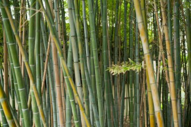 Yazın Japonya 'da bambu ormanı
