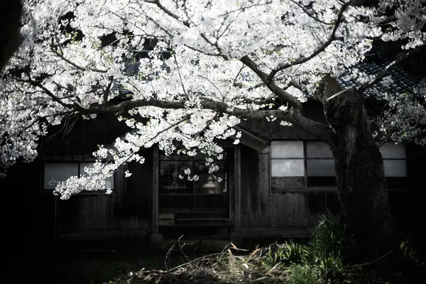 Sado adasında kiraz çiçekleri
