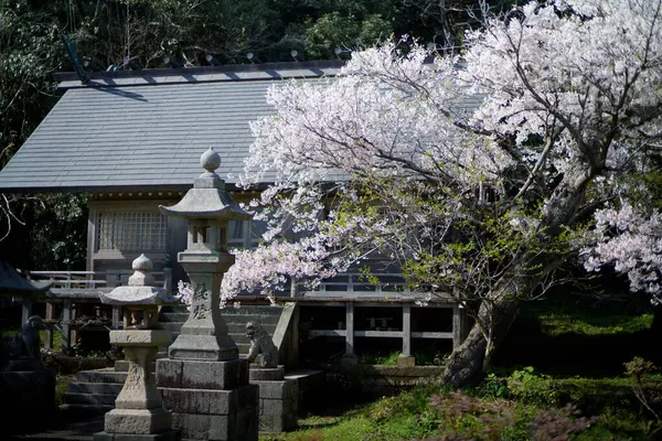 Sado adasında kiraz çiçekleri