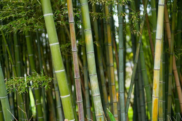 Yazın Japonya 'da bambu ormanı