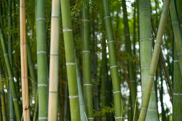 Yazın Japonya 'da bambu ormanı