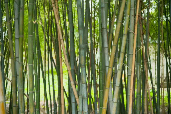 Yazın Japonya 'da bambu ormanı