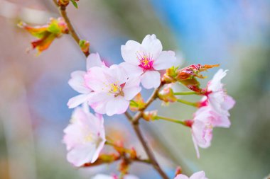 Kiraz çiçeği yapraklarını kapat.