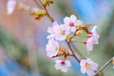 Kiraz çiçeği yapraklarını kapat.