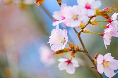 Kiraz çiçeği yapraklarını kapat.