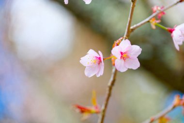 Kiraz çiçeği yapraklarını kapat.
