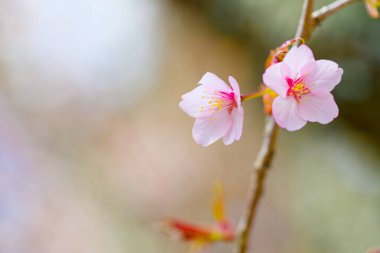Kiraz çiçeği yapraklarını kapat.