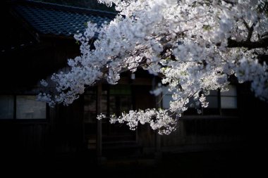 Sado adasında kiraz çiçekleri