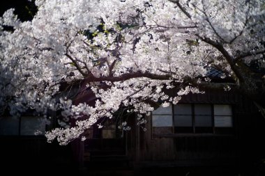 Sado adasında kiraz çiçekleri