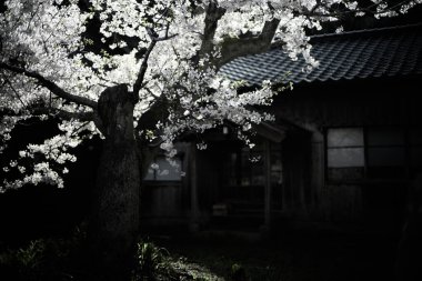 Sado adasında kiraz çiçekleri