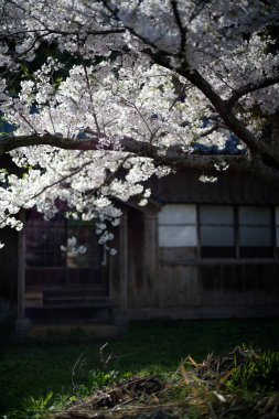 Sado adasında kiraz çiçekleri