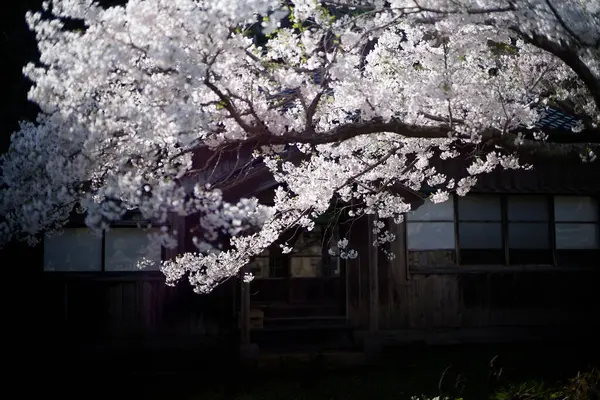 Sado adasında kiraz çiçekleri
