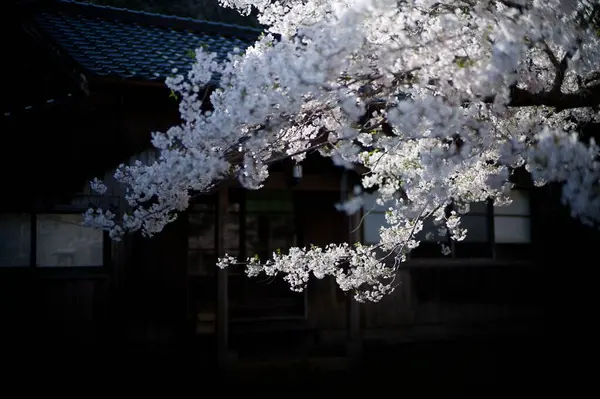 Sado adasında kiraz çiçekleri