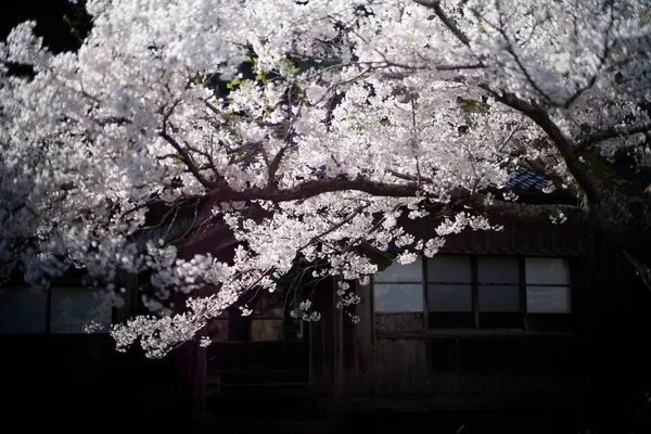 Sado adasında kiraz çiçekleri