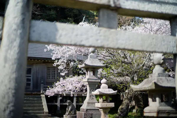 Sado adasında kiraz çiçekleri