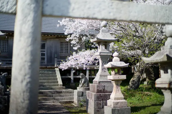 Sado adasında kiraz çiçekleri