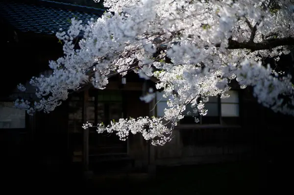 Sado adasında kiraz çiçekleri