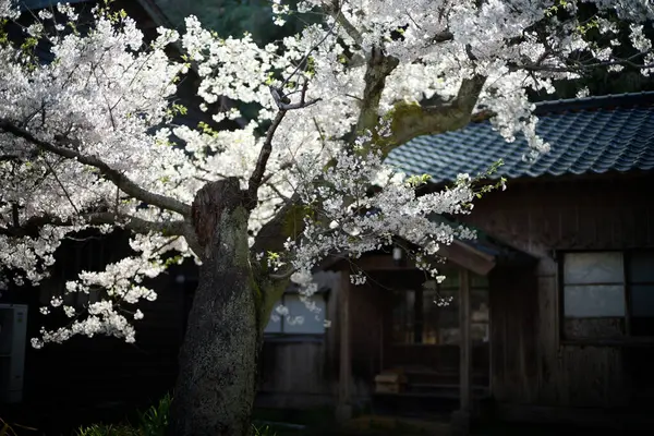 Sado adasında kiraz çiçekleri