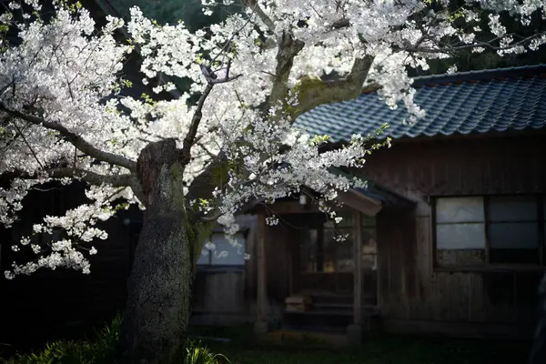 Sado adasında kiraz çiçekleri