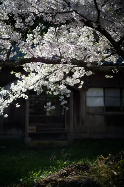 Sado adasında kiraz çiçekleri