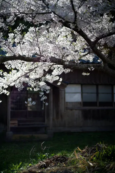 Sado adasında kiraz çiçekleri