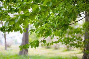 Güzel taze yeşillikleri olan bir park.
