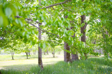 Güzel taze yeşillikleri olan bir park.