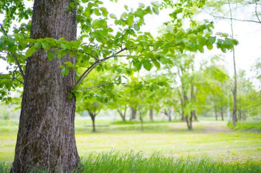 Güzel taze yeşillikleri olan bir park.