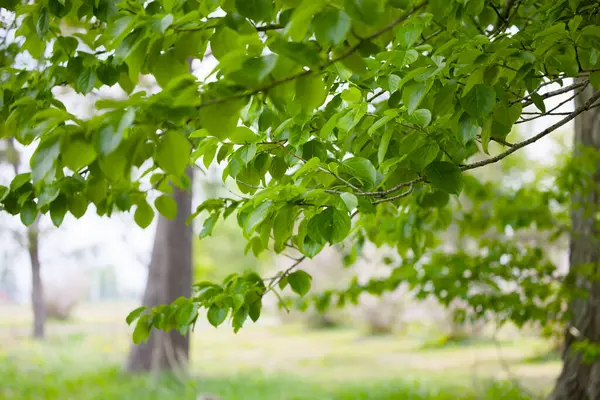 Güzel taze yeşillikleri olan bir park.