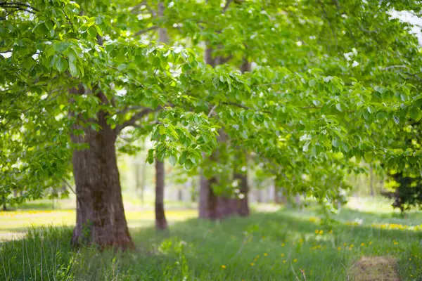 Güzel taze yeşillikleri olan bir park.