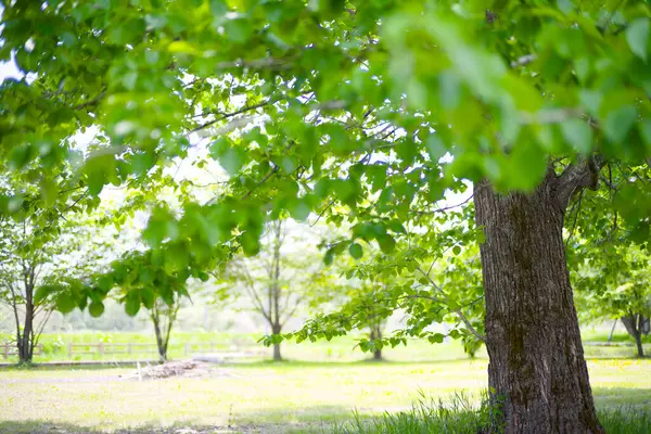 Güzel taze yeşillikleri olan bir park.