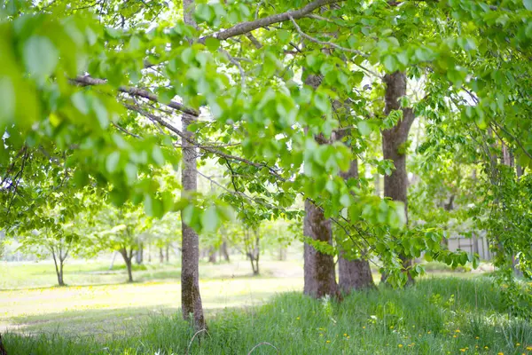 Güzel taze yeşillikleri olan bir park.