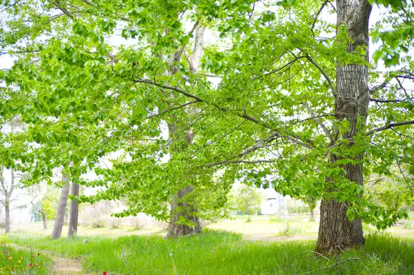 Güzel taze yeşillikleri olan bir park.